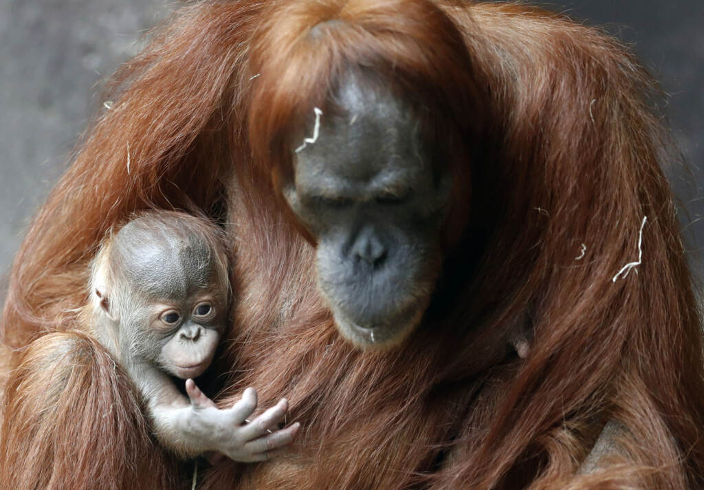 Galleria foto 'Germania, allo zoo di Rostock nasce un cucciolo di orango: le tenere immagini delle cocccole con la mamma' - foto 7