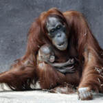 Bioparco Roma, animali alimentati con frutta e proteine ghiacciate per combattere il caldo