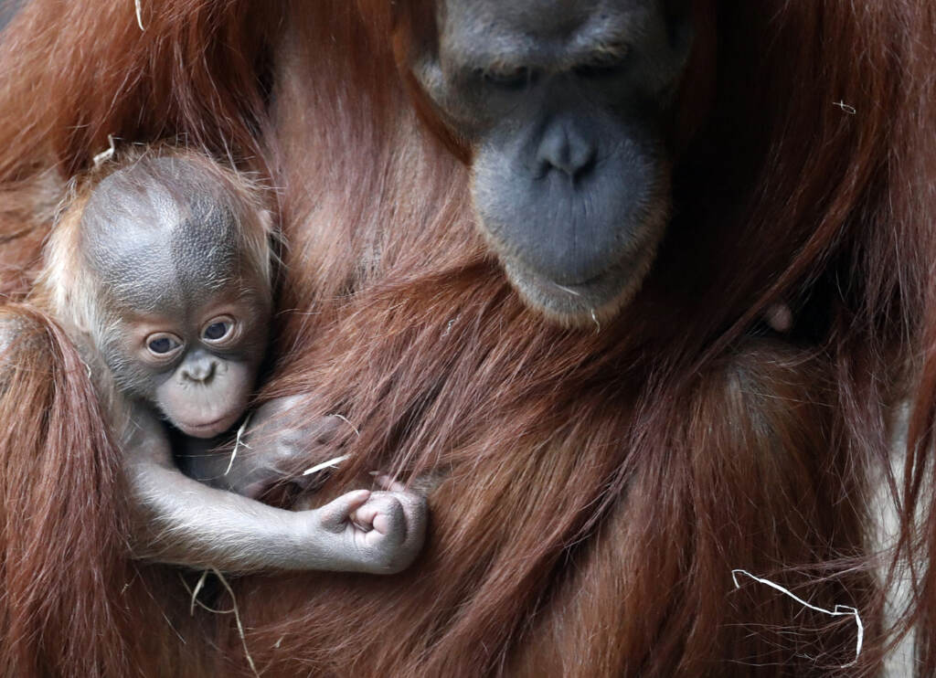 Galleria foto 'Germania, allo zoo di Rostock nasce un cucciolo di orango: le tenere immagini delle cocccole con la mamma' - foto 6