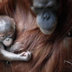 Bioparco Roma, animali alimentati con frutta e proteine ghiacciate per combattere il caldo