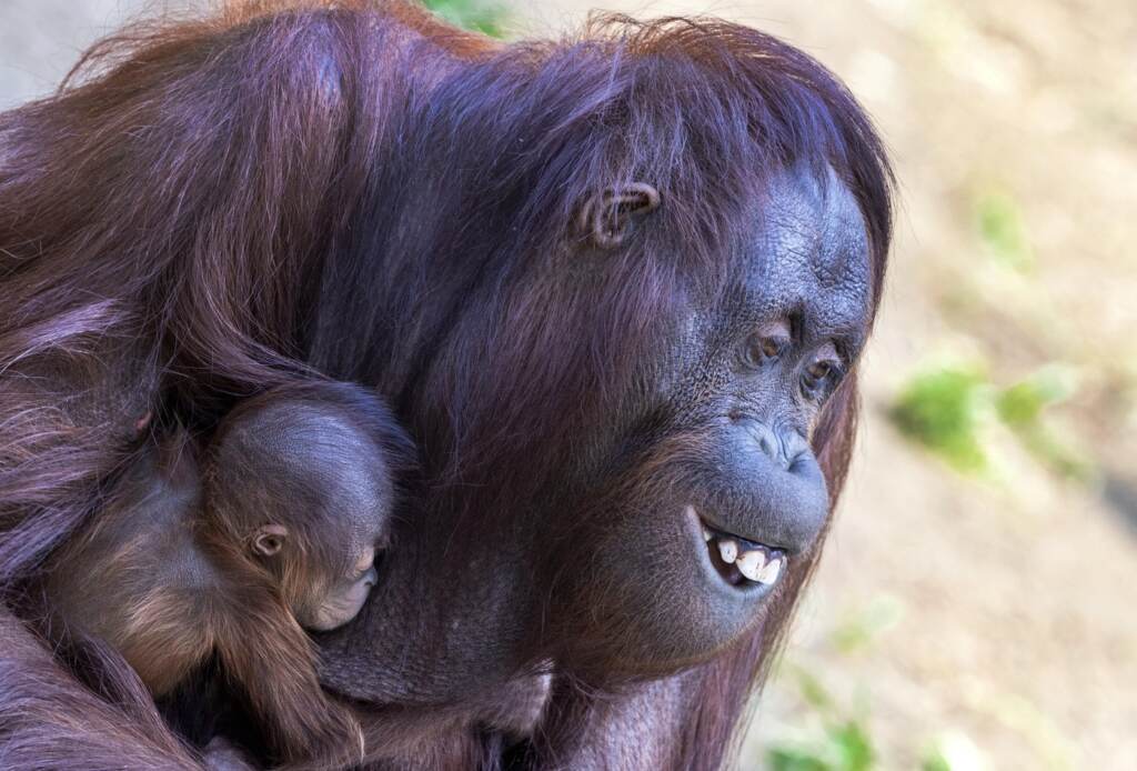 Galleria foto 'Germania, allo zoo di Rostock nasce un cucciolo di orango: le tenere immagini delle cocccole con la mamma' - foto 3