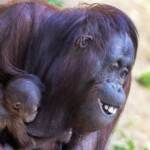 Bioparco Roma, animali alimentati con frutta e proteine ghiacciate per combattere il caldo