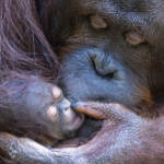 Germania, allo zoo di Rostock nasce un cucciolo di orango: le tenere immagini delle cocccole con la mamma