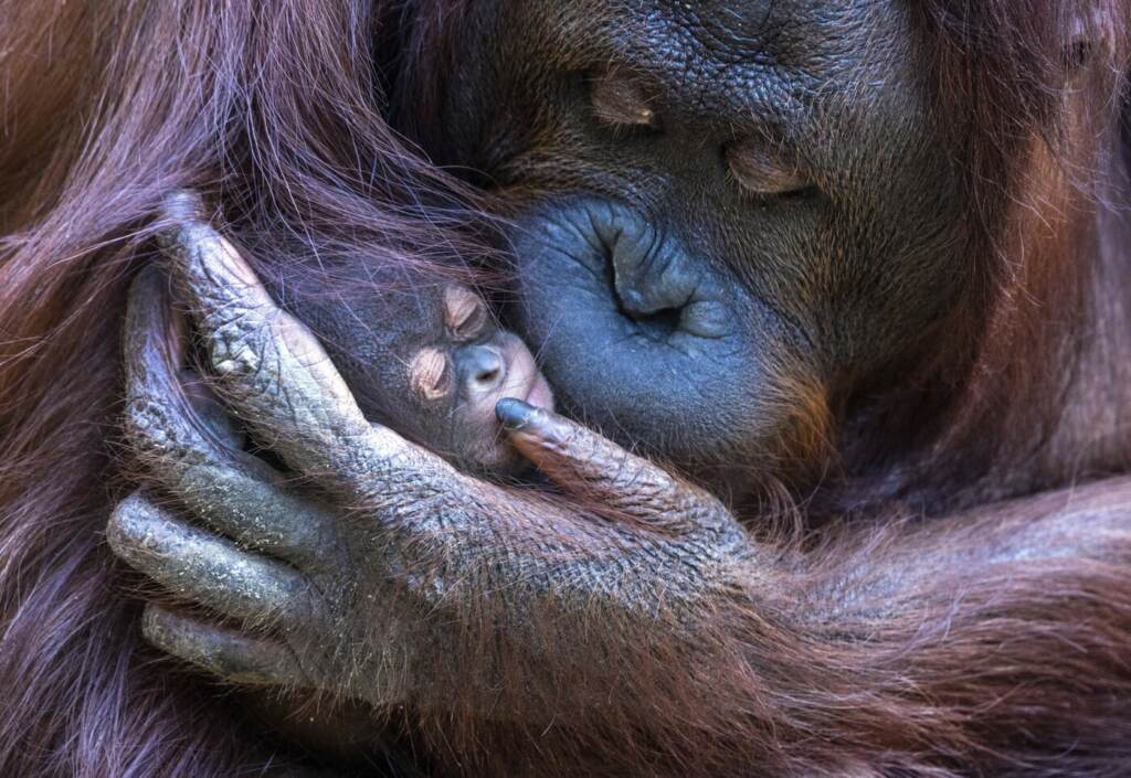 Galleria foto 'Germania, allo zoo di Rostock nasce un cucciolo di orango: le tenere immagini delle cocccole con la mamma' - foto 9