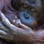 Bioparco Roma, animali alimentati con frutta e proteine ghiacciate per combattere il caldo