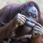 Bioparco Roma, animali alimentati con frutta e proteine ghiacciate per combattere il caldo