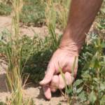 Coldiretti: “Con grandine e siccità oltre 3mld di danni”