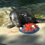 Usa: gli animali dello zoo di Brookfield si preparano al 4 luglio