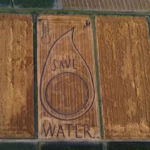 Siccità, il messaggio pro acqua disegnato dall’artista veneto Gambarin nel suo campo di grano