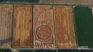 Siccità, il messaggio pro acqua disegnato dall’artista veneto Gambarin nel suo campo di grano