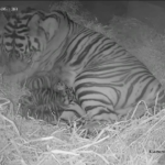 Londra, allo zoo nati tre rari cuccioli di tigre