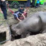 Thailandia, cucciolo di elefante e mamma salvati da una buca