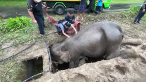 Thailandia, cucciolo di elefante e mamma salvati da una buca