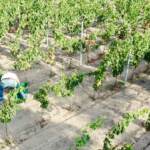 Donna Ma’, il Vermentino con il mare dentro