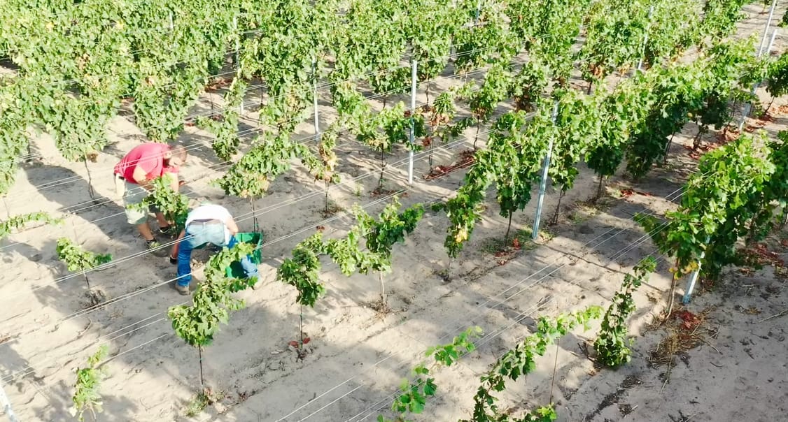 Donna Ma’, il Vermentino con il mare dentro