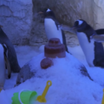 Londra, i pinguini del Sea Life nutriti con pesce ghiacciato