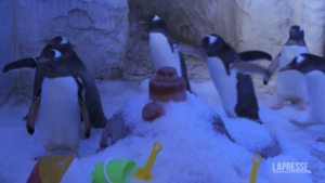 Londra, i pinguini del Sea Life nutriti con pesce ghiacciato