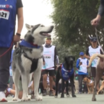 Il Perù celebra la ‘Giornata Internazionale del cane’