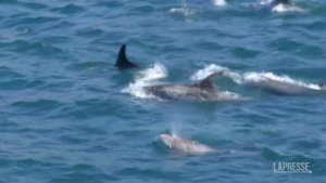 Cile, decine di delfini Risso avvistati nella baia di Valparaiso