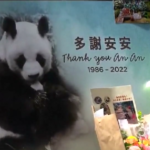 Hong Kong: è morto a 35 anni An An, il panda gigante più vecchio in cattività