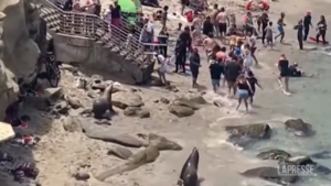 California: aggressive sea lions chase tourists from their beach