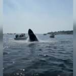 Usa: la balena salta sulla barca, paura in Massachusetts