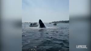 Usa: la balena salta sulla barca, paura in Massachusetts