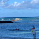 Hawaii: bagnante attaccata in mare da foca monaca, l’aggressione ripresa in un video