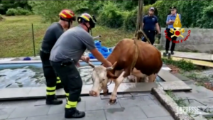 Mucca scivola in piscina, intervengono i vigili del fuoco