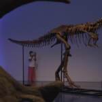 New York: scheletro di dinosauro venduto all’asta per 6,1 milioni di dollari