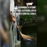 Cervo cade in un canale nella vecchia cartiera di Serravalle Sesia: il video del salvataggio