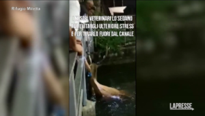 Cervo cade in un canale nella vecchia cartiera di Serravalle Sesia: il video del salvataggio