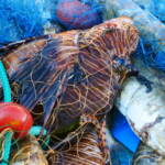 ‘Attenti a quei 4’: la campagna per riconoscere le specie aliene di pesci pericolose arrivate nei nostri mari