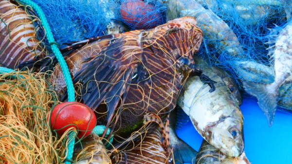 ‘Attenti a quei 4’: la campagna per riconoscere le specie aliene di pesci pericolose arrivate nei nostri mari