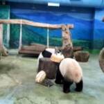 Taiwan: una torta per il 18esimo compleanno dei panda giganti