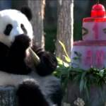 Animali, torta di compleanno per due cucciole di panda che spengono la prima candelina