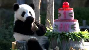 Animali, torta di compleanno per due cucciole di panda che spengono la prima candelina