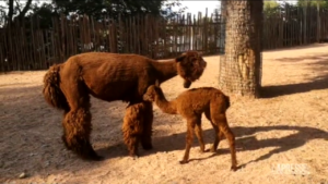 Animals: Pink bow at the Zoom Biopark in Turin, a baby alpaca is born