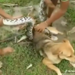 Pitone tenta di stritolare un cane, salvo grazie al coraggio di tre bambini