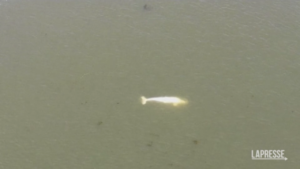 Tentativi disperati di salvare un beluga arenato nella Senna