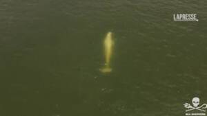 Parigi: il beluga bloccato nella Senna continua a rifiutare il cibo