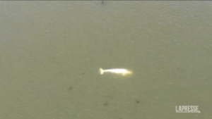 Francia: Beluga arenato nella Senna, in serata l’operazione di salvataggio