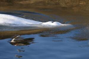 Francia, il beluga bloccato nella Senna è morto