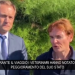 Francia, eutanasia per il beluga bloccato nella Senna. La veterinaria: “Inevitabile, non respirava più”