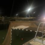 Francia,niente lieto fine per il beluga intrappolato nella Senna: il mammifero è stato soppresso dopo il salvataggio