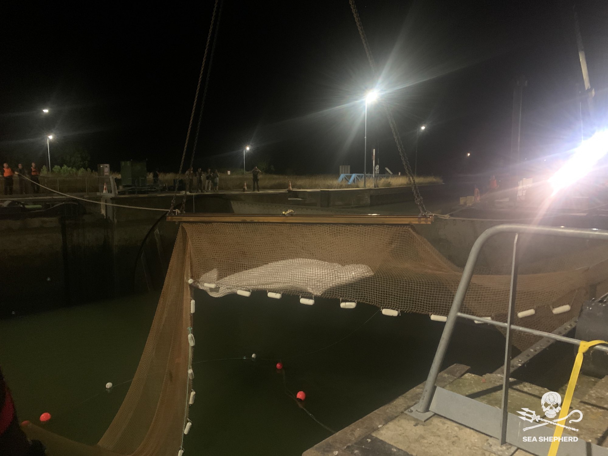 Francia,niente lieto fine per il beluga intrappolato nella Senna: il mammifero è stato soppresso dopo il salvataggio