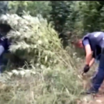 Lamezia Terme, sequestrata piantagione con 650 piante di cannabis
