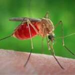 West Nile, nona vittima nel Lazio