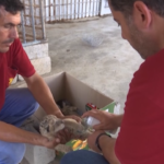 Allo zoo di Gaza City sono nati tre cuccioli di leone