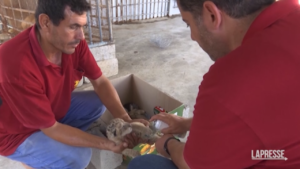 Allo zoo di Gaza City sono nati tre cuccioli di leone